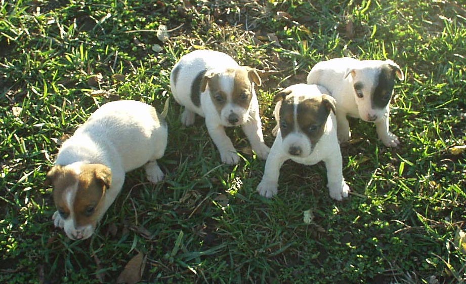 rolling hills jack russell terriers